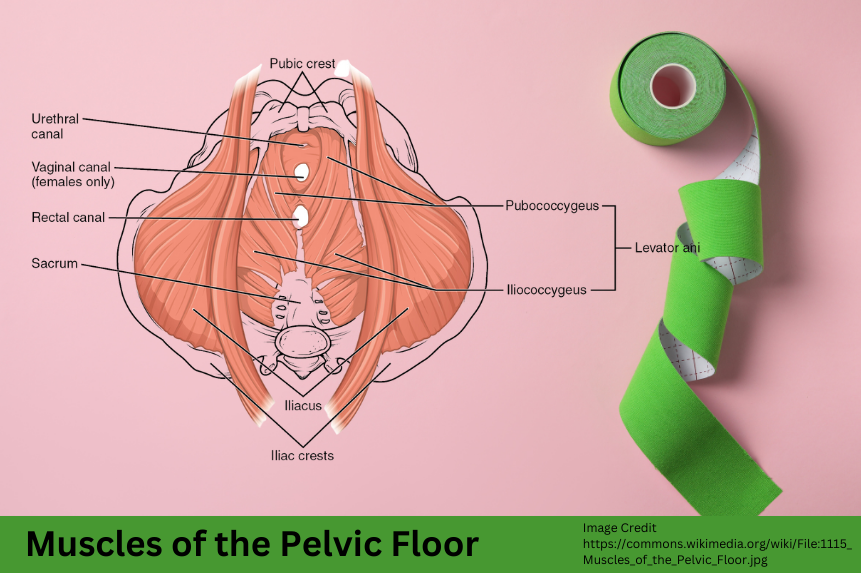 Unlocking Wellness: The Role Of Pelvic Floor Physiotherapists In Gurgaon
